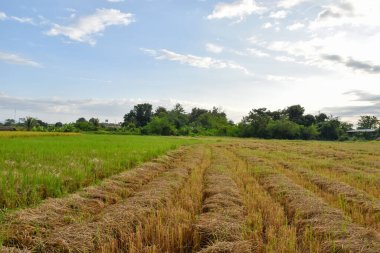 Pirinç yığınları hasat sonrası çeltik tarlasında.