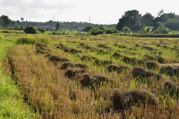 Piles of rice\'s ears in the paddy field after harvesting.