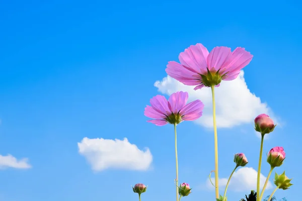 Rosa Kosmos Blume Mit Schnittpfaden — Stockfoto
