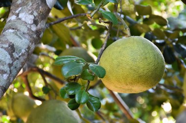 Ağacında asılı büyük yuvarlak yeşil bir nar meyvesi. Tatlı ve ekşi bir tadı vardır ve uzun süre saklanabilir. Taylandlılar bu bitkiyi tüm eyaletlerde yetiştirebilir..