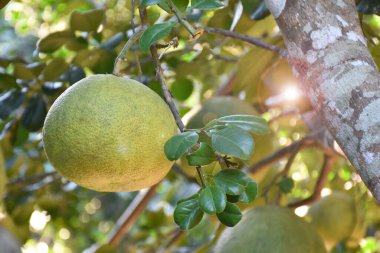 Ağacında asılı büyük yuvarlak yeşil bir nar meyvesi. Tatlı ve ekşi bir tadı vardır ve uzun süre saklanabilir. Taylandlılar bu bitkiyi tüm eyaletlerde yetiştirebilir..