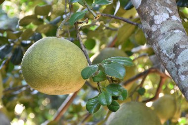 Ağacında asılı büyük yuvarlak yeşil bir nar meyvesi. Tatlı ve ekşi bir tadı vardır ve uzun süre saklanabilir. Taylandlılar bu bitkiyi tüm eyaletlerde yetiştirebilir..