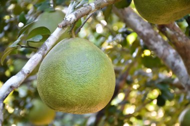 Ağacında asılı büyük yuvarlak yeşil bir nar meyvesi. Tatlı ve ekşi bir tadı vardır ve uzun süre saklanabilir. Taylandlılar bu bitkiyi tüm eyaletlerde yetiştirebilir..
