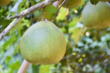 Ağacında asılı büyük yuvarlak yeşil bir nar meyvesi. Tatlı ve ekşi bir tadı vardır ve uzun süre saklanabilir. Taylandlılar bu bitkiyi tüm eyaletlerde yetiştirebilir..