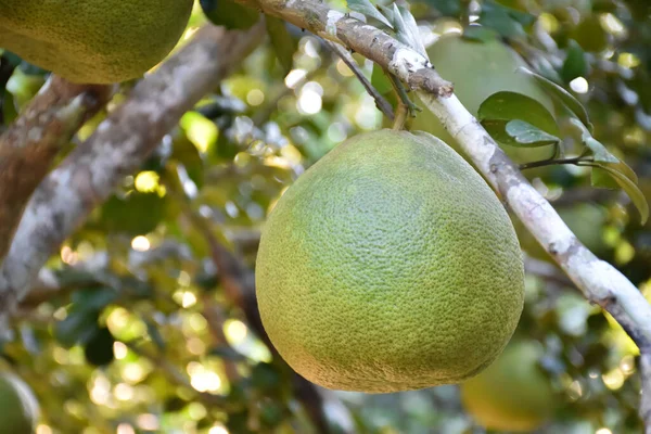 Gran Pomelo Verde Redondo Colgando Árbol Tiene Sabor Agridulce Puede — Foto de Stock