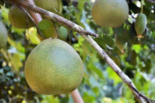 Large Green Pomelo Fruit Hanging Its Tree Has Sweet Sour — Stock Photo, Image