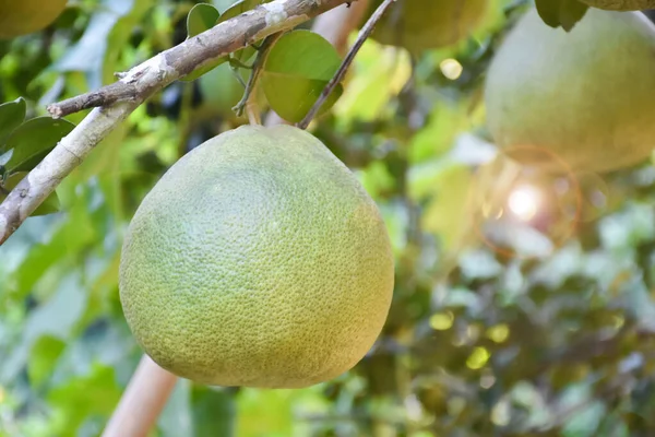 Large Green Pomelo Fruit Hanging Its Tree Has Sweet Sour — Stock Photo, Image
