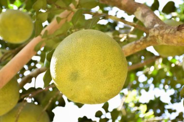 Ağacında asılı büyük yuvarlak yeşil bir nar meyvesi. Tatlı ve ekşi bir tadı var ve uzun süre saklanabilir.. 
