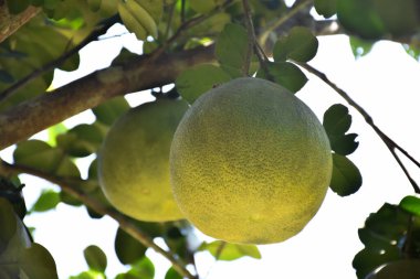 Ağacında asılı büyük yuvarlak yeşil bir nar meyvesi. Tatlı ve ekşi bir tadı var ve uzun süre saklanabilir.. 