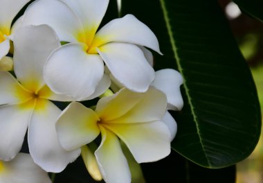 Bulanık arka planı olan beyaz su tesisatı çiçeği.