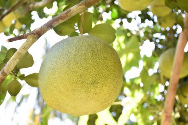 Ağacında asılı büyük yuvarlak yeşil bir nar meyvesi. Tatlı ve ekşi bir tadı var ve uzun süre saklanabilir.. 