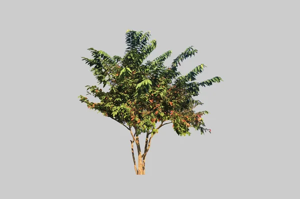 Geïsoleerde Koninginneboom Lagerstroemia Speciosa Boom Met Knippaden — Stockfoto