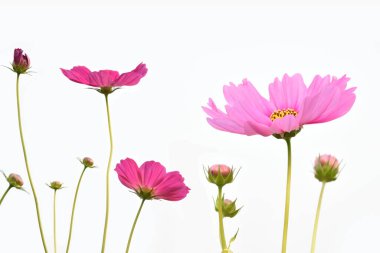 Pembe kozmos çiçeklerinin yakın görüntüsü