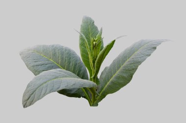 Kırpma yolları olan izole tütün bitkisi.