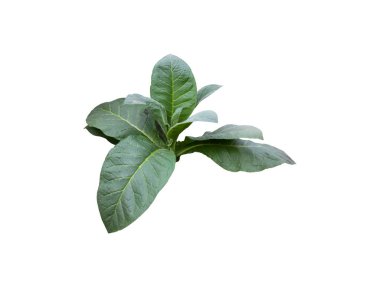 Kırpma yolları olan izole tütün bitkisi.