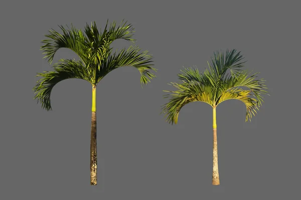 Izolované Černé Palmy Nebo Normanbya Normanbyi Strom Oříznutými Cestičkami — Stock fotografie