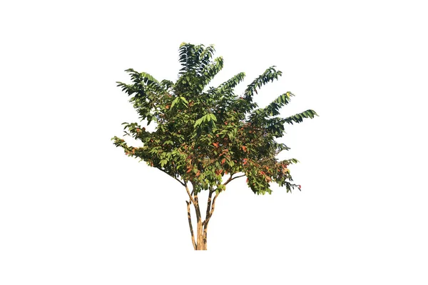Isolierte Lagerstroemia Speciosa Baum Mit Schneidepfaden — Stockfoto