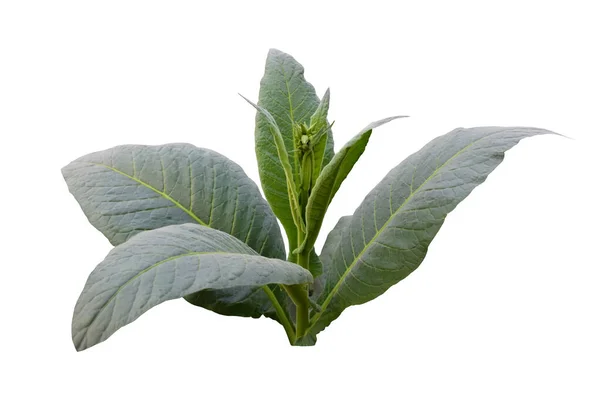 Plante Tabac Isolée Avec Des Chemins Coupe — Photo