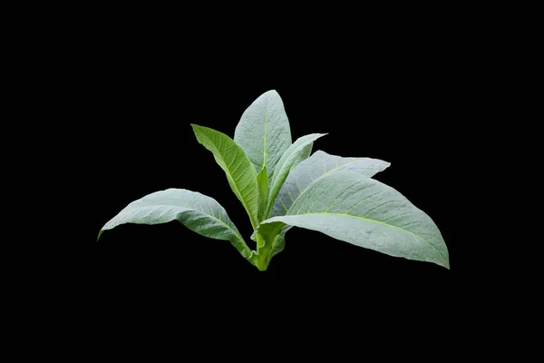 Plante Tabac Isolée Avec Des Chemins Coupe — Photo