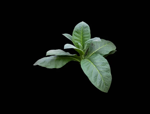 Plante Tabac Isolée Avec Des Chemins Coupe — Photo