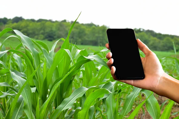 Üres Érintőképernyős Mobiltelefon Kezében Elmosódott Fiatal Zöld Friss Kukorica Mező — Stock Fotó