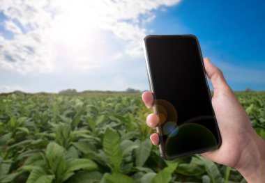 Boş dokunmatik ekranlı akıllı telefon, günlük hayatta akıllı aygıtlar kullanmak için kavram.