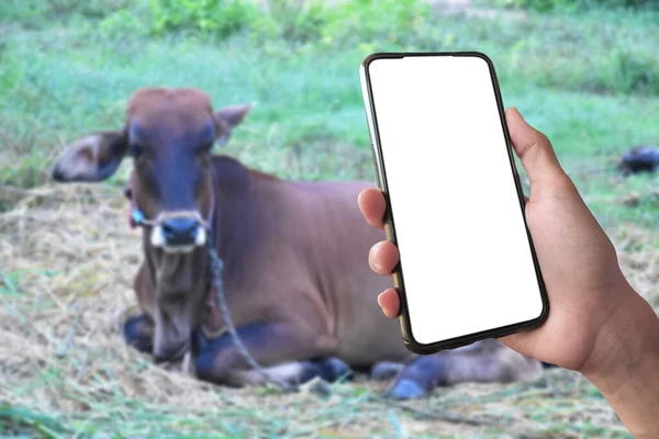 Smartphone Touchscreen Branco Segurando Mão Conceito Para Usar Dispositivos Inteligentes — Fotografia de Stock