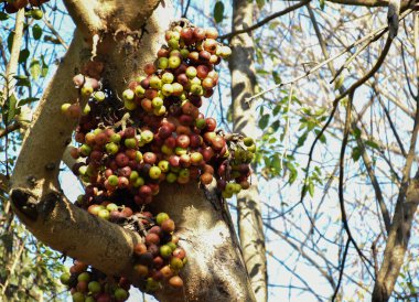 Ficus racemosa, İncir (