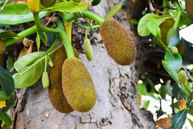Çiğ ve genç meyveler ağaçta asılı, seçici ve yumuşak bir odak.