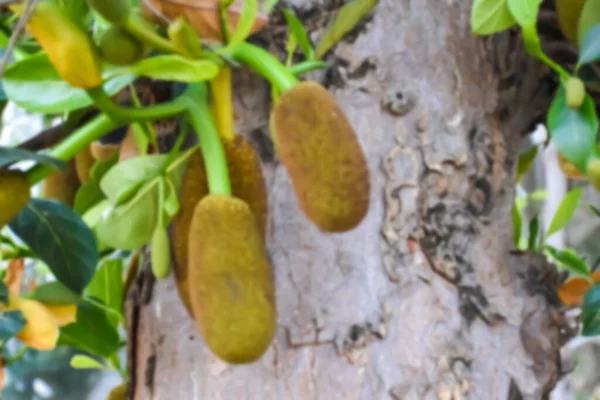 Fruits Jacquier Crus Jeunes Suspendus Son Arbre Mise Point Sélective — Photo