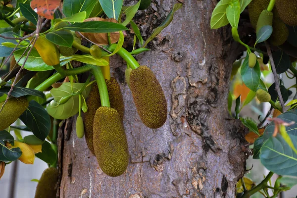 Fruits Jacquier Crus Jeunes Suspendus Son Arbre Mise Point Sélective — Photo