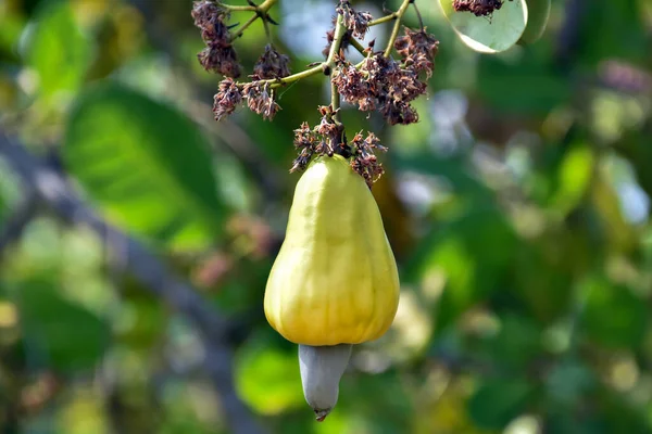 A bunch of yellow cashew fruit hanging on its tree, natural blurred background. Cashew is the economic crop of ASEAN people.