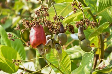 Ağaçta asılı bir grup genç ve olgun kırmızı kaju elması, doğal bokeh arkaplanı. Seçici ve yumuşak odak.