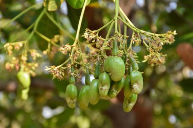 Ağaçta asılı bir grup genç kaju elması, doğal bokeh arka planı. Seçici ve yumuşak odak.