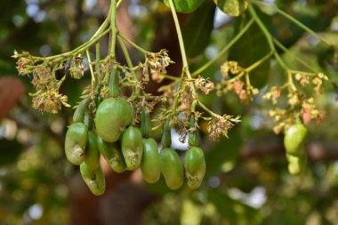 Ağaçta asılı bir grup genç kaju elması, doğal bokeh arka planı. Seçici ve yumuşak odak.
