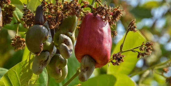 Een Stelletje Jonge Rijpe Rode Cashewnoten Appels Hangend Aan Boom — Stockfoto