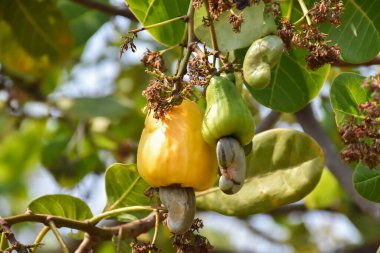 Ağaçta asılı kaju fıstığı elmaları, doğal bulanık arka plan. Kaju, ASEAN halkının ekonomik mahsulüdür..