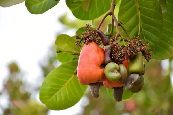 Mazzo Mele Anacardi Appesi Suo Albero Sfondo Naturale Sfocato Anacardi — Foto Stock