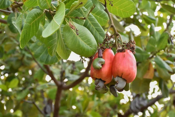 Ένα Μάτσο Μήλα Που Κρέμονται Στο Δέντρο Του Φυσικό Θολό — Φωτογραφία Αρχείου
