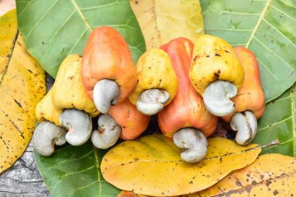 Een Bos Cashewnoten Appels Hangend Aan Boom Natuurlijke Wazige Achtergrond — Stockfoto