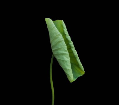 Kesme yolları olan tek bir nilüfer yaprağı izole ettim..