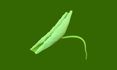 Kesme yolları olan tek bir nilüfer yaprağı izole ettim..