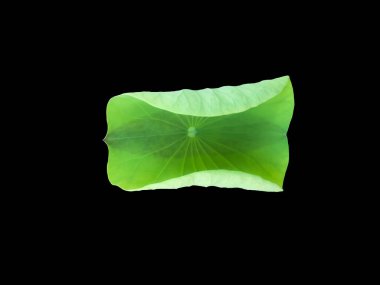 Kesme yolları olan tek bir nilüfer yaprağı izole ettim..