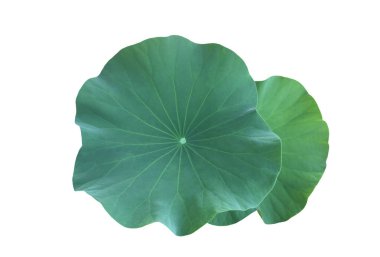 Kesme yolları olan tek bir nilüfer yaprağı izole ettim..