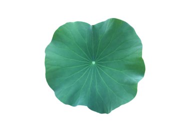 Kesme yolları olan tek bir nilüfer yaprağı izole ettim..