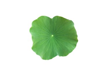 Kesme yolları olan tek bir nilüfer yaprağı izole ettim..