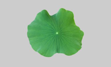 Kesme yolları olan tek bir nilüfer yaprağı izole ettim..