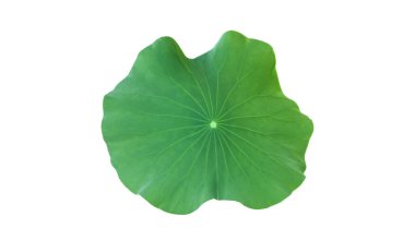 Kesme yolları olan tek bir nilüfer yaprağı izole ettim..