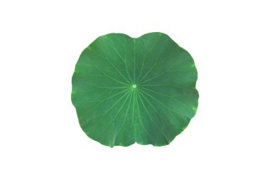 Kesme yolları olan tek bir nilüfer yaprağı izole ettim..