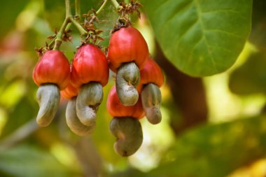 Dallara asılı kırmızı kaju fıstığı elması meyveleri çiftçiler tarafından hasat edilmeye hazır. Yumuşak ve seçici odak.